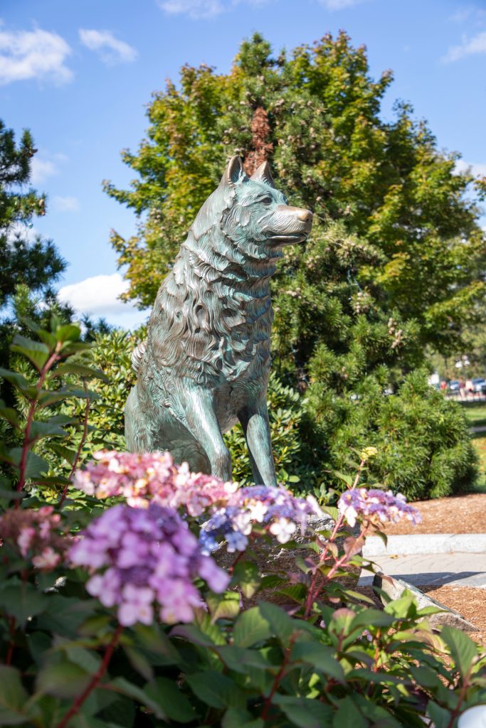 Jonathan the Husky statue on a sunny day with purple flowers in the foreground.