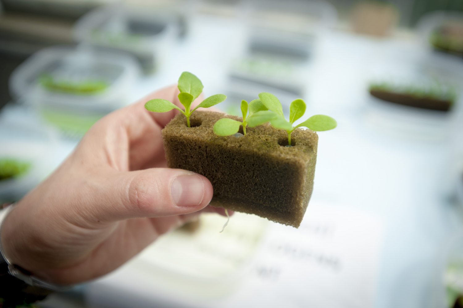 A hand holding a small brown hydroponic growing medium block with three young green seedlings sprouting from it.