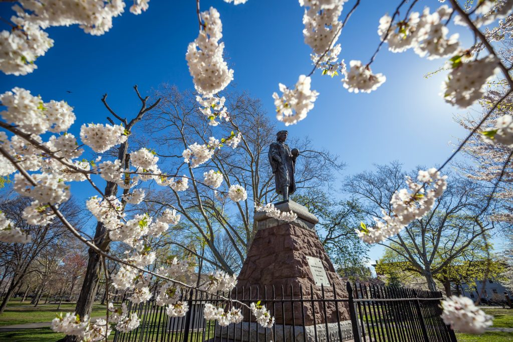 Cherry blossoms in bloom at Wooster Square in New Haven