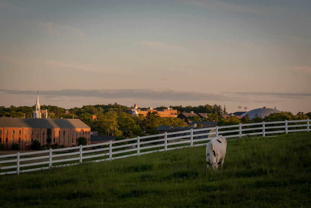 A single cow grazes on Horsebarn Hill, overlooking UConn's campus during a late‑day sunlight